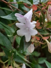 Abelia × grandiflora
