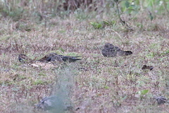 Chordeiles nacunda