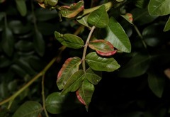 Forda marginata