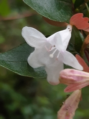Abelia × grandiflora