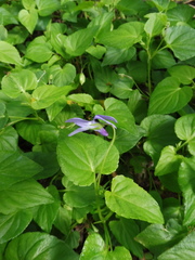Viola reichenbachiana