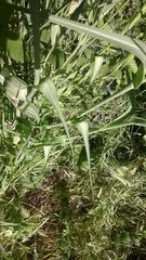 Tragopogon eriospermus