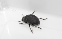 Erodius orientalis oblongus