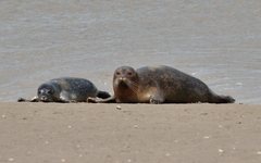 Phoca vitulina vitulina