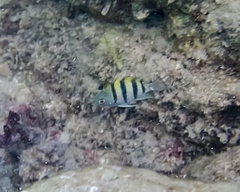 Abudefduf abdominalis