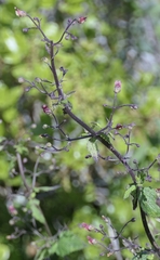 Scrophularia scorodonia