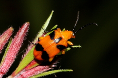 Stethopachys formosa