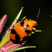 Dendrobium Beetle - Photo (c) Pete Woodall, some rights reserved (CC BY-NC), uploaded by Pete Woodall