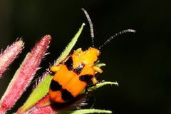 Stethopachys formosa