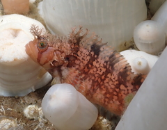 Decorated Warbonnet photo 5