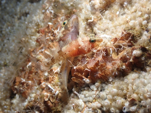 Puget Sound sculpin (Ruscarius meanyi) — Cottidae — 2
