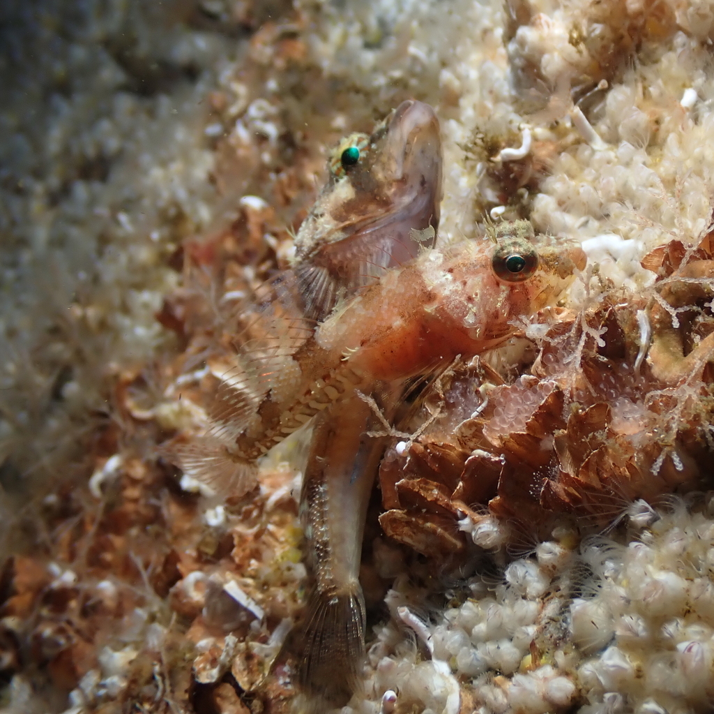 Puget Sound sculpin (Ruscarius meanyi) — Cottidae