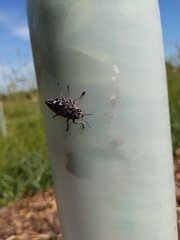 Chalcophora virginiensis