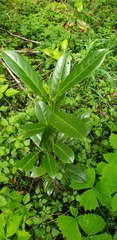 Magnoliopsida
