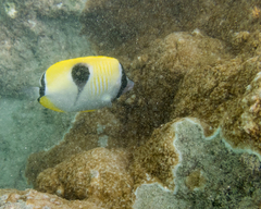 Montipora patula