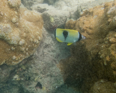 Montipora patula