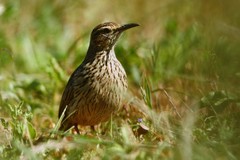 Certhilauda curvirostris brevirostris
