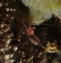 Eualus