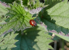 Chrysolina polita