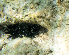 Echinometra oblonga