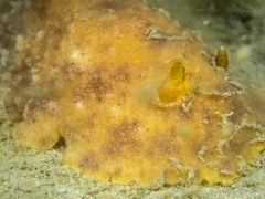 Geitodoris planata