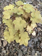 Heuchera