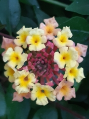Lantana camara