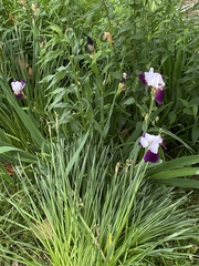 Iris × hybrida