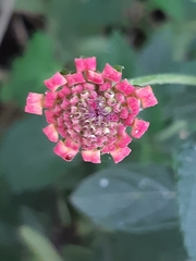Lantana camara