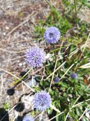 Globularia