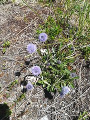 Globularia