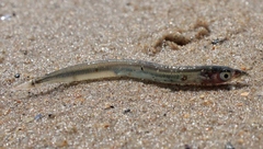 Ammodytidae