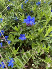 Lithodora