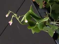 Oxalis articulata