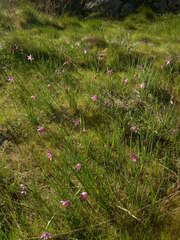 Olsynium douglasii douglasii