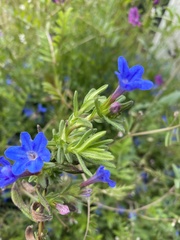 Lithodora