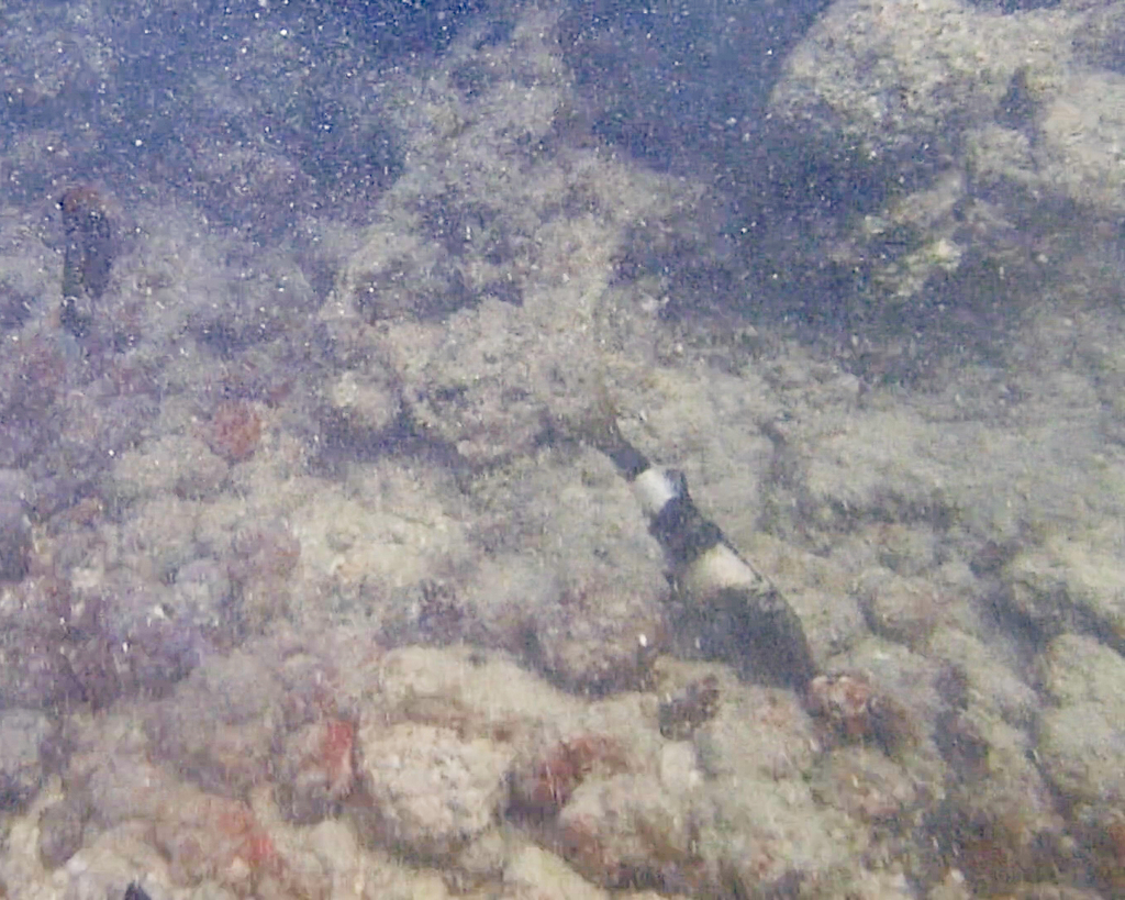 Twosaddle goatfish