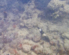 Parupeneus insularis