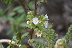 Phacelia ixodes