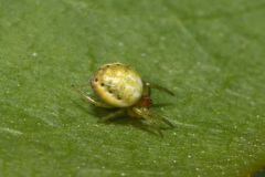 Araniella opisthographa