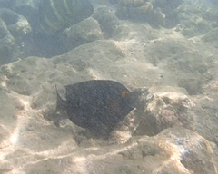 Ctenochaetus strigosus