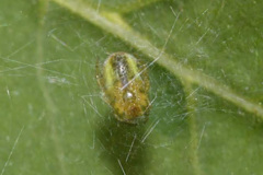 Araniella opisthographa