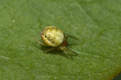 Araniella opisthographa