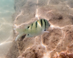 Abudefduf abdominalis