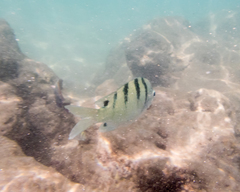 Abudefduf abdominalis