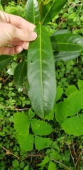 Magnoliopsida