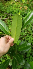 Magnoliopsida