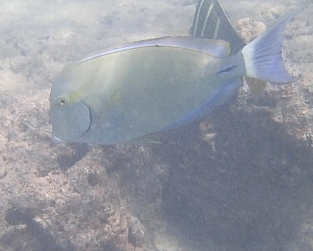 Ringtail Surgeonfish