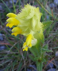 Rhinanthus alectorolophus