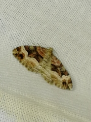 Xanthorhoe biriviata